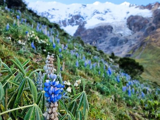 神秘の湖 ウマンタイ湖1日トレッキングツアー！＜混載／英語ガイド／朝食付／クスコ発＞