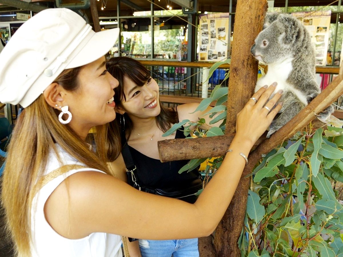 ハートリーズ・クロコダイル・アドベンチャーズ入園チケット コアラと