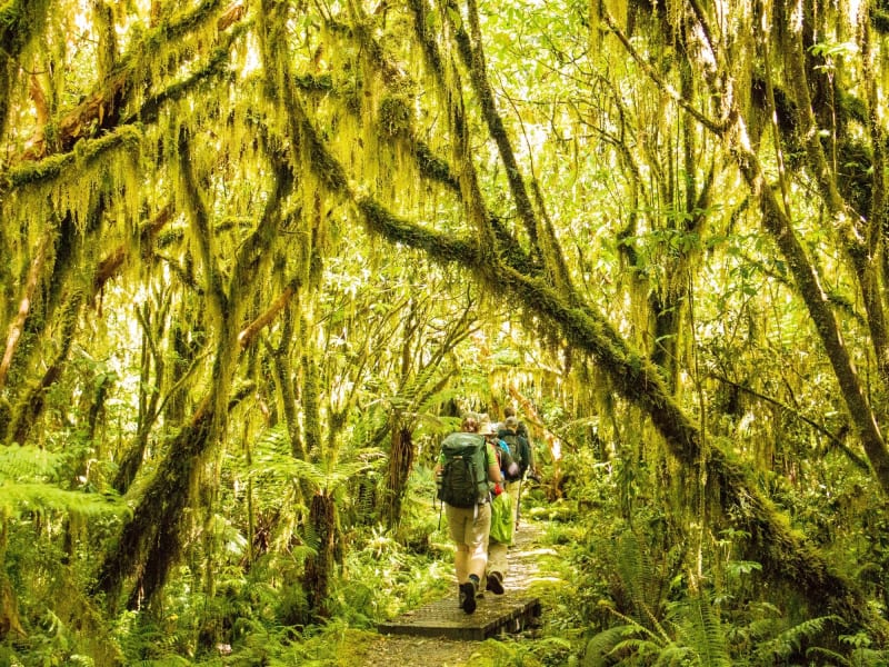 MT_ lush forest and mosses (2)