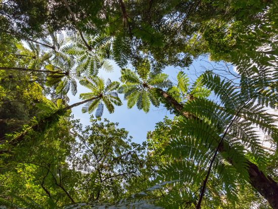 Kagoshima_Amamioshima_Kinsakubaru_Jungle_AdobeStock_211434949