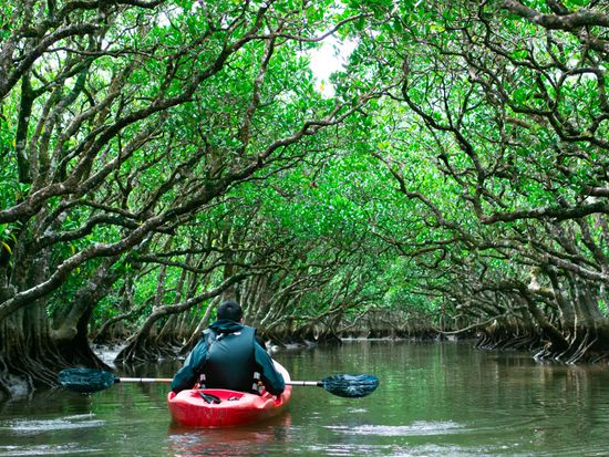 Kagoshima_Amamioshima_mangrove_kanoe_pixta_62232289_M