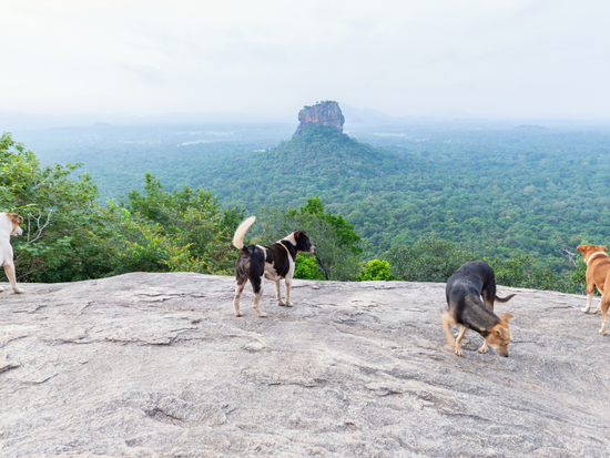 ピドゥランガラロック(10)