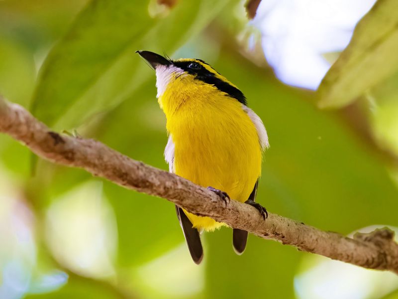 Yellow-breasted Boatbill