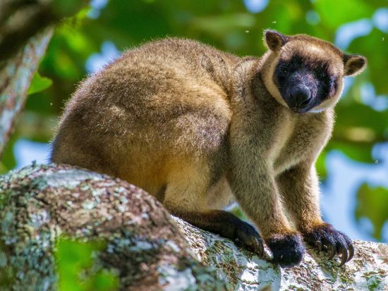 Lumholtz Tree Kangaroo (2)
