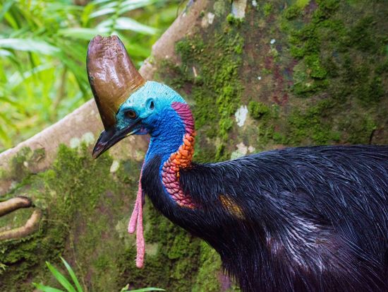 Southern Cassowary
