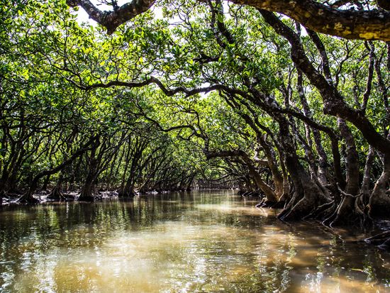 Kagoshima_Amamioshima_mangrove_river_kayak_canoe_AdobeStock_394258679
