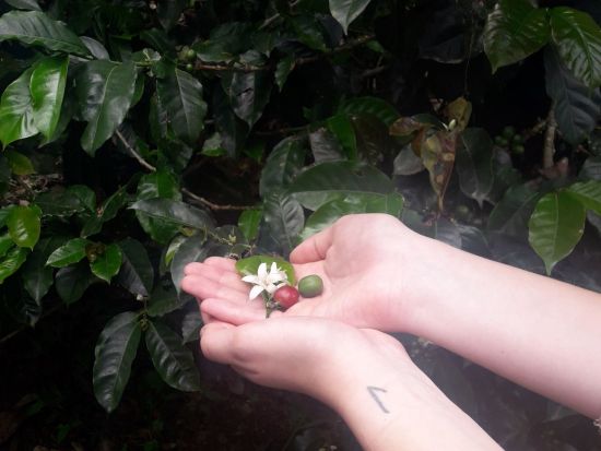 コーヒー農園ツアー　植え付けから焙煎まで生産工程全体を体験＜貸切／英語ガイド／メデジン発＞