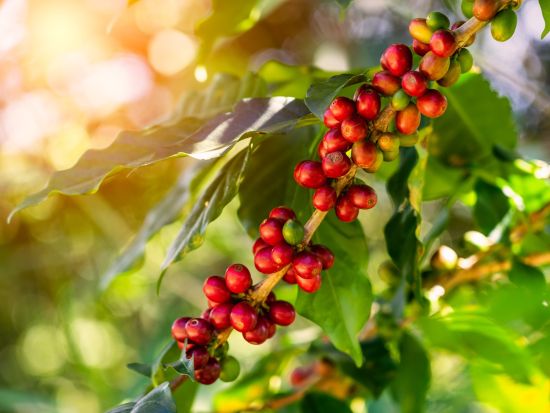 コーヒー農園ツアー　植え付けから焙煎まで生産工程全体を体験＜貸切／英語ガイド／メデジン発＞