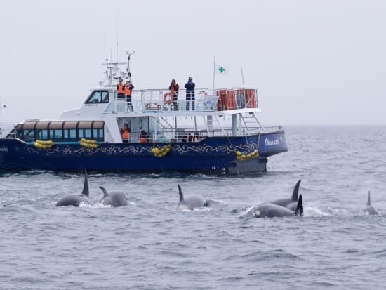 シャチ・クジラクルーズコース イルカ、シャチ、ミズナギドリや、日本では羅臼でしか見ることのできない貴重なマッコウクジラを見学するコース＜2時間半／羅臼町＞