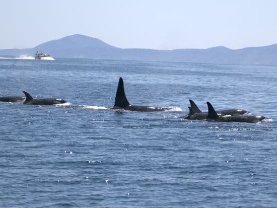 シャチ・クジラクルーズコース イルカ、シャチ、ミズナギドリや、日本では羅臼でしか見ることのできない貴重なマッコウクジラを見学するコース＜2時間半／羅臼町＞