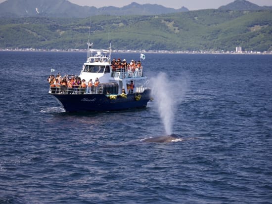 シャチ・クジラクルーズコース イルカ、シャチ、ミズナギドリや、日本では羅臼でしか見ることのできない貴重なマッコウクジラを見学するコース＜2時間半／羅臼町＞