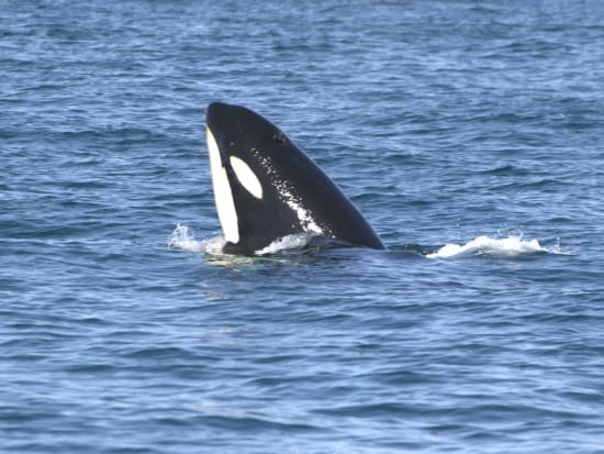 シャチ・クジラクルーズコース イルカ、シャチ、ミズナギドリや、日本では羅臼でしか見ることのできない貴重なマッコウクジラを見学するコース＜2時間半／羅臼町＞