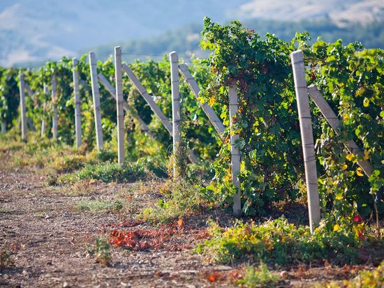 Pisco Ica Paracas Winery tacama ruta del pisco bodega (4)