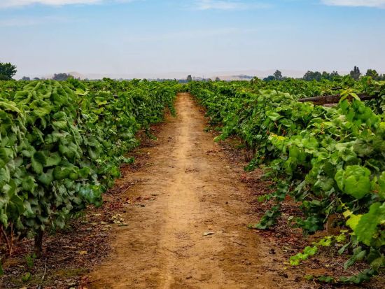 ワイナリー3ヵ所めぐり＋ピスコ＆ワインテイスティング半日ツアー＜混載／午前または午後／英語ガイド／イカ発＞