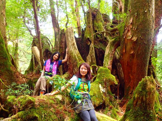ヤクスギランドトレッキングツアー　標高約1000mの屋久杉原始林をのんびり散策　清流を沸かした飲物サービスあり　by 屋久島ネイチャー企画フィールド