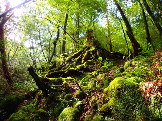 ヤクスギランドトレッキングツアー　標高約1000mの屋久杉原始林をのんびり散策　清流を沸かした飲物サービスあり　by 屋久島ネイチャー企画フィールド