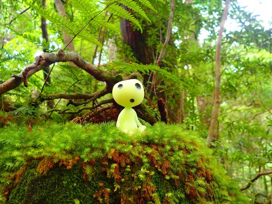 ヤクスギランドトレッキングツアー　標高約1000mの屋久杉原始林をのんびり散策　清流を沸かした飲物サービスあり　by 屋久島ネイチャー企画フィールド