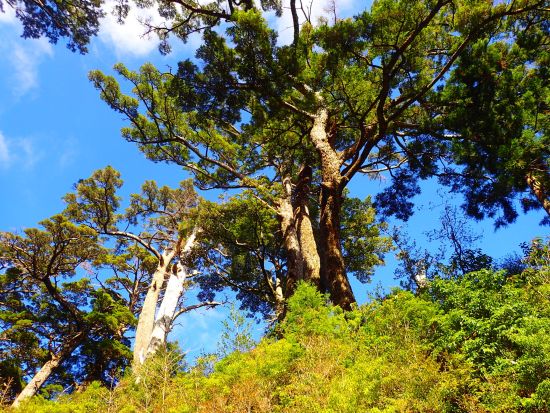 ヤクスギランドトレッキングツアー　標高約1000mの屋久杉原始林をのんびり散策　清流を沸かした飲物サービスあり　by 屋久島ネイチャー企画フィールド