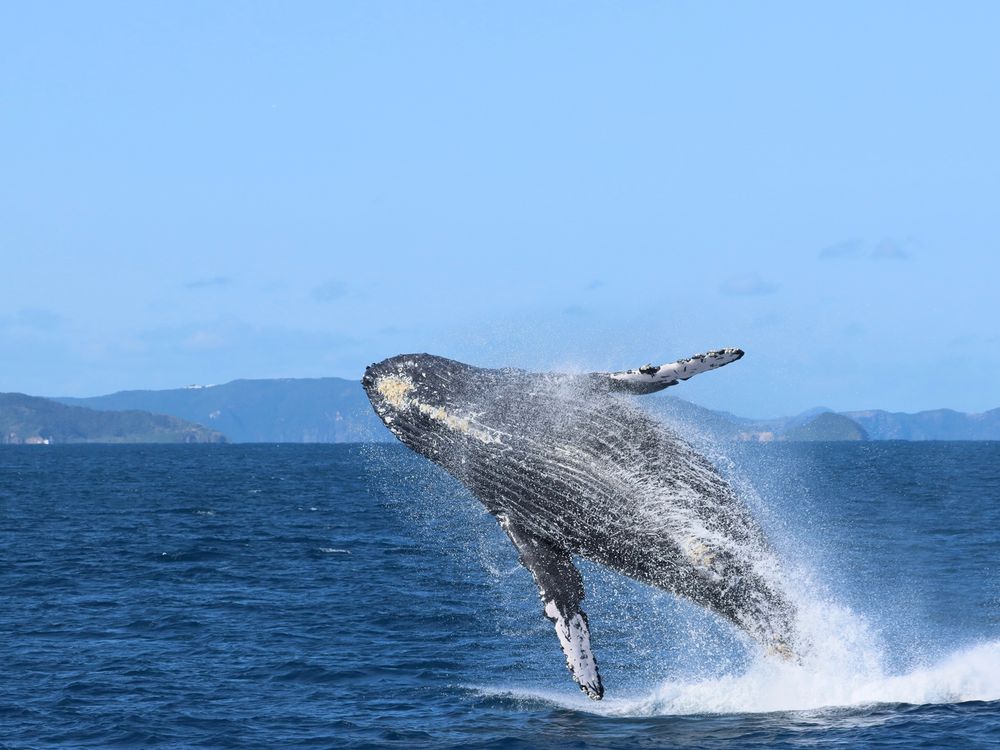 那覇発ホエールウォッチング 揺れに強い大型船で出発！写真やホエールガイドプレゼント 船酔い軽減グッズレンタル付プランもあり＜那覇市内送迎／午後便当日予約可能＞