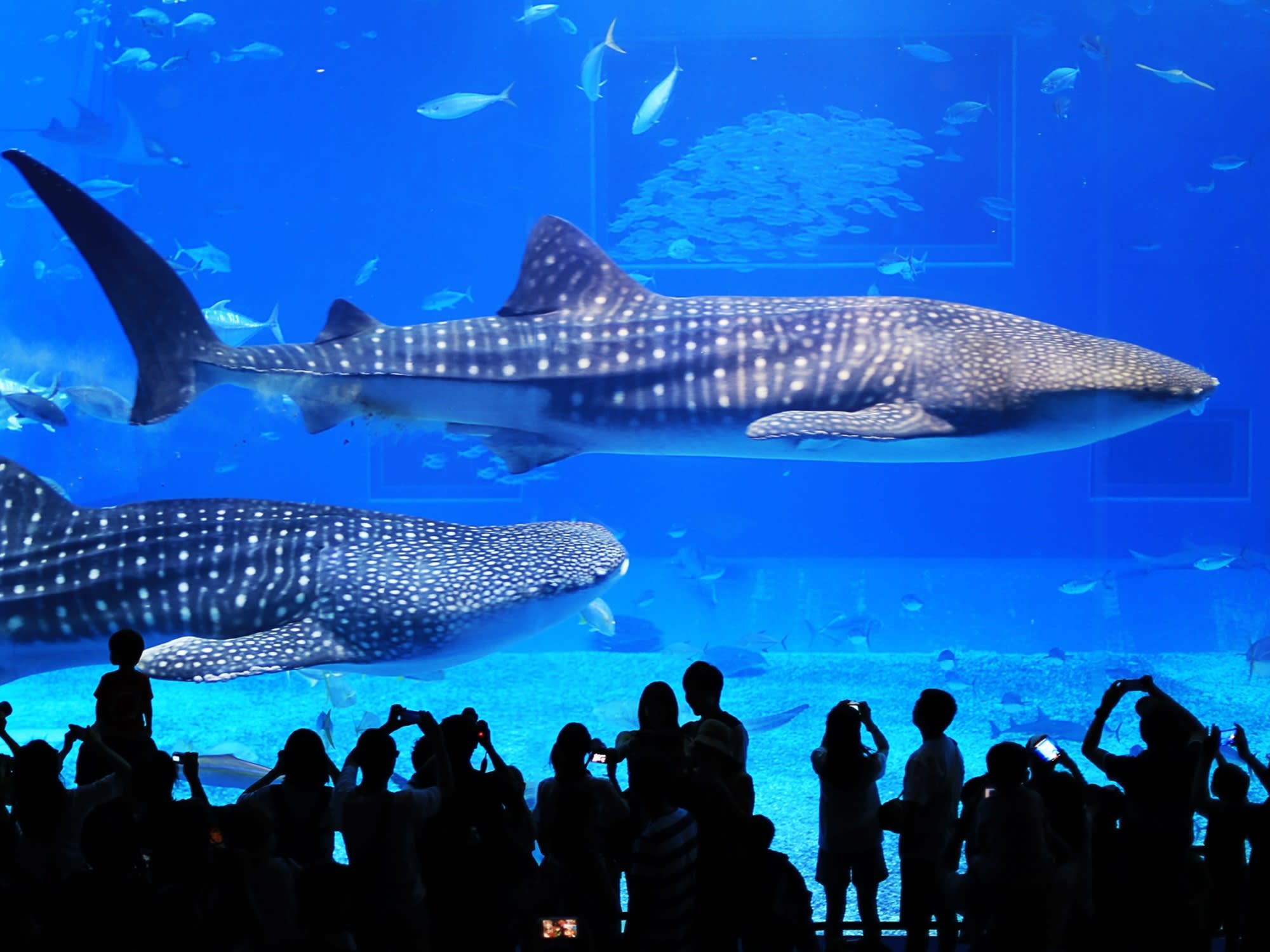 美ら海水族館観光バスツアー 琉球村+星野リゾート バンタカフェ+万座毛＋御菓子御殿をめぐる1日観光 夕食付きプランもあり＜入場券付き／那覇発／2歳以下無料  | 沖縄本島の観光・オプショナルツアー専門 VELTRA(ベルトラ)