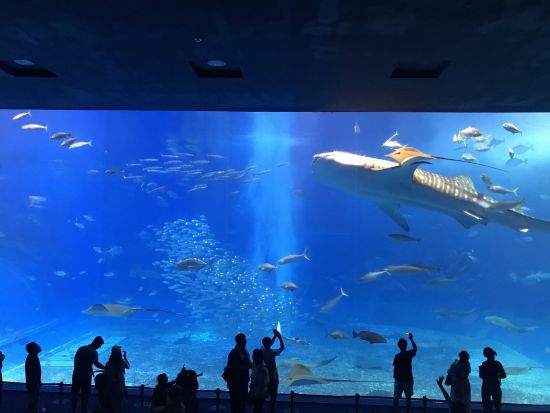 美ら海水族館観光バスツアー　アメリカンビレッジ＋古宇利島＋万座毛＋御菓子御殿めぐる1日観光　夕食付きプランもあり＜入場券付き／那覇・北谷発／2歳以下無料＞