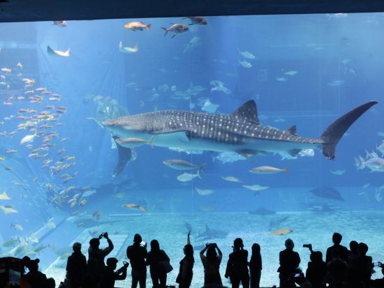 美ら海水族館観光バスツアー　アメリカンビレッジ＋古宇利島＋万座毛＋御菓子御殿めぐる1日観光　夕食付きプランもあり＜入場券付き／那覇・北谷発／2歳以下無料＞