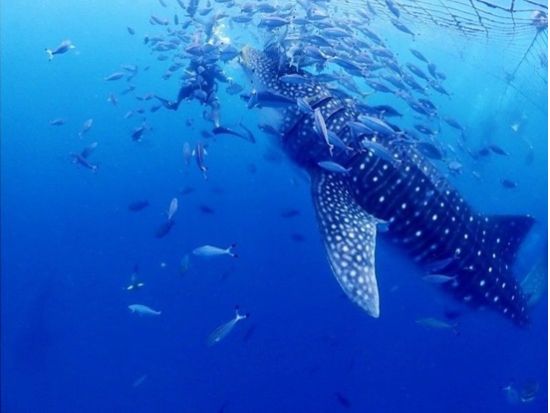 【ジンベエザメ・シュノーケル】グループ割あり！世界最大の魚類ジンベエザメと泳ごう！100％の感動と200％の興奮！GoPro写真＆動画無料！＜読谷村・恩納村＞