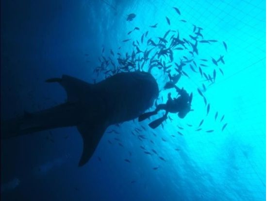 【ジンベエザメ・シュノーケル】グループ割あり！世界最大の魚類ジンベエザメと泳ごう！100％の感動と200％の興奮！GoPro写真＆動画無料！＜読谷村・恩納村＞