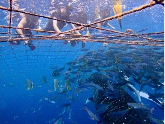 【ジンベエザメ・シュノーケル】グループ割あり！世界最大の魚類ジンベエザメと泳ごう！100％の感動と200％の興奮！GoPro写真＆動画無料！＜読谷村・恩納村＞