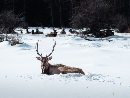 NorrisNiman-Sleigh Rides-031