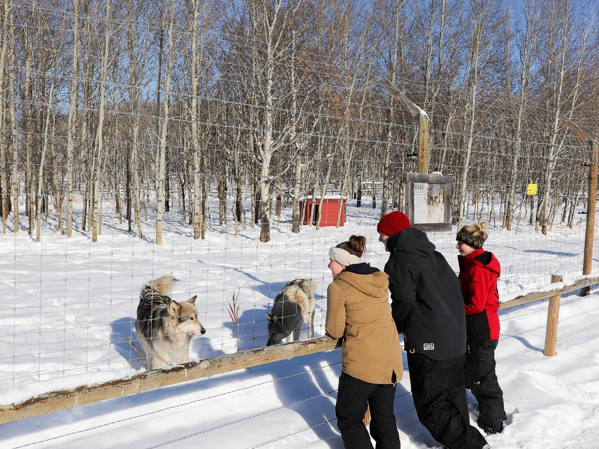 カナダ　SOLEN社　12cm ウッドコ-ン　フルレンジペア　8オ-ム カナダ SOLEN社 12cm ウッドコ-ン フルレンジペア 8オ-ム カナダ SOLEN