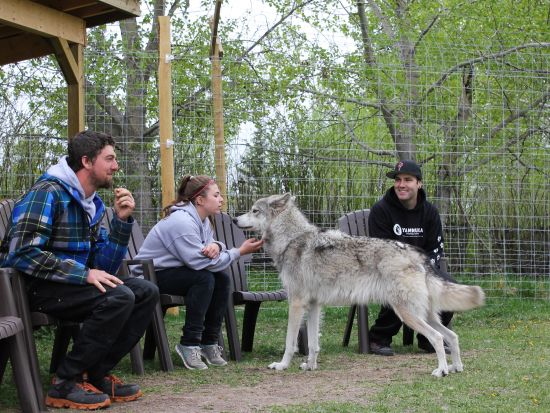 ヤムナスカ・ウルフドッグ自然保護区　オオカミと犬の交雑犬「ウルフドッグ」の生態を学ぶ＜英語／コクラン近郊＞