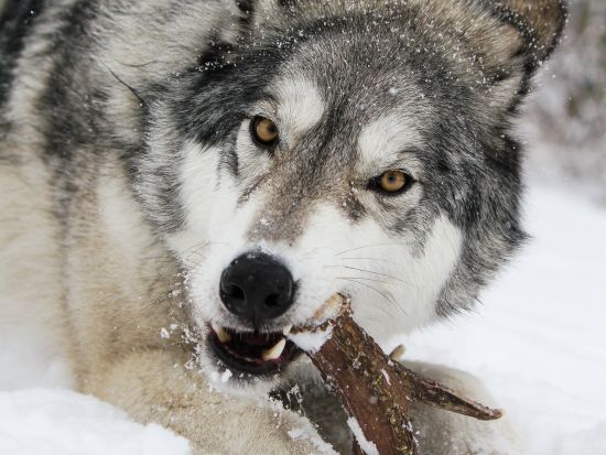 ヤムナスカ・ウルフドッグ自然保護区　オオカミと犬の交雑犬「ウルフドッグ」の生態を学ぶ＜英語／コクラン近郊＞