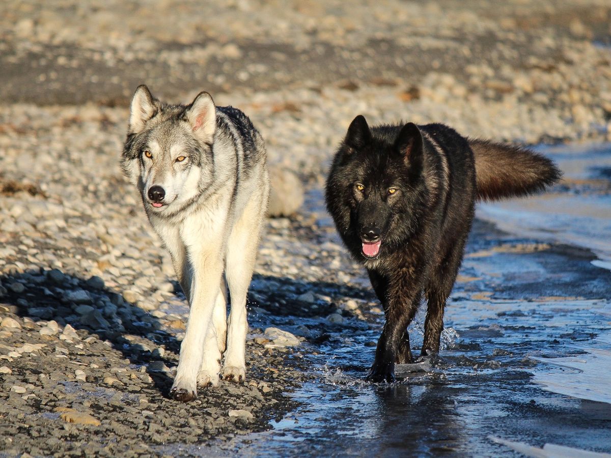ヤムナスカ・ウルフドッグ自然保護区 オオカミと犬の交雑犬「ウルフ