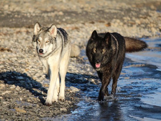 ヤムナスカ・ウルフドッグ自然保護区　オオカミと犬の交雑犬「ウルフドッグ」の生態を学ぶ＜英語／コクラン近郊＞