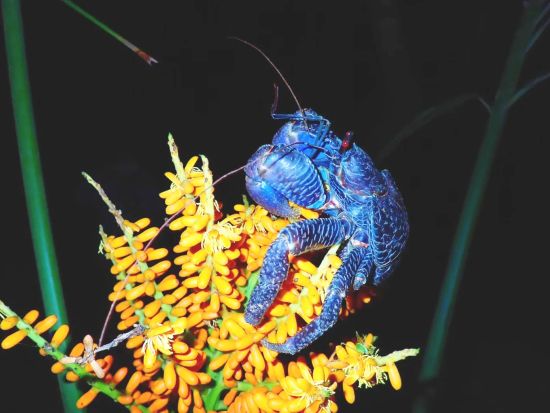 星空鑑賞＆ナイトツアー　星空保護区認定エリア八重山の天体ショーとジャングルナイトツアー！＜石垣島＞