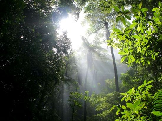 金作原（きんさくばる）原生林トレッキング半日ツアー　日本エコツーリズム協会推奨！珍しい生き物を観察しに行こう ＜3.5時間／名瀬＞by 観光ネットワーク奄美