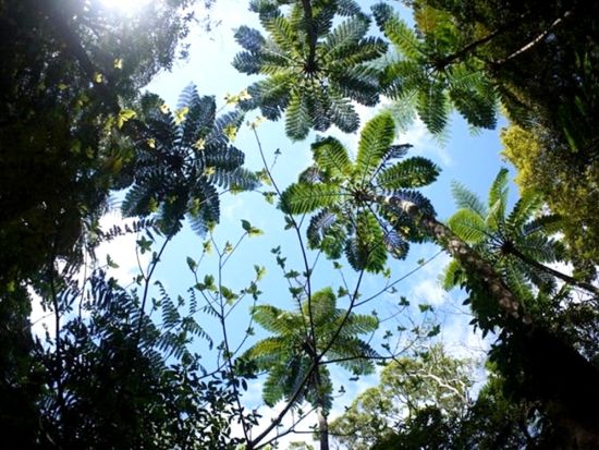 金作原（きんさくばる）原生林トレッキング半日ツアー　日本エコツーリズム協会推奨！珍しい生き物を観察しに行こう ＜3.5時間／名瀬＞by 観光ネットワーク奄美