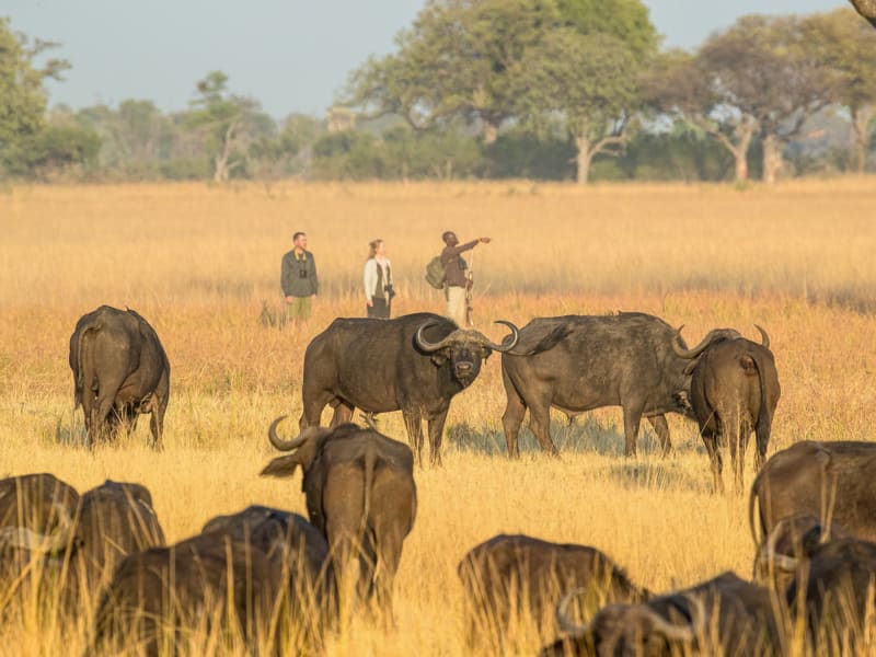 Okavango-Delta-Guided-Walking-Safari-16