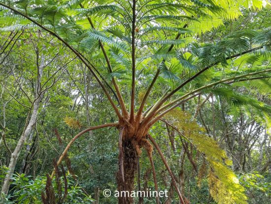 金作原原生林 散策ツアー 奄美認定ガイド平井さんがご案内 奄美の森をのんびり歩きながら亜熱帯の動植物や野鳥のさえずりに癒やされよう＜1～7名＞by 奄美愛ネット