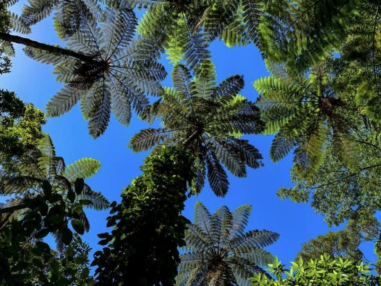 金作原原生林 散策ツアー 奄美認定ガイド平井さんがご案内 奄美の森をのんびり歩きながら亜熱帯の動植物や野鳥のさえずりに癒やされよう＜1～7名＞by 奄美愛ネット