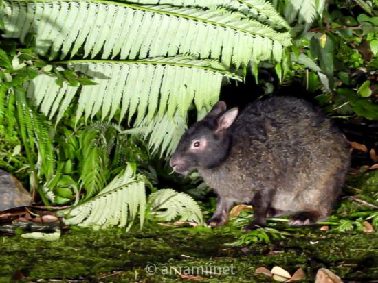 金作原原生林＆マングローブカヌー＆ナイトツアー 奄美認定ガイド平井さんと一緒に奄美観光トップ3をめぐる旅 ＜1日／名瀬＞ by 奄美愛ネット