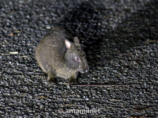 【名瀬市街エリア送迎可能】奄美大島ナイトツアー 奄美認定ガイド平井さんと少人数でめぐる奄美の夜の森 ＜約4時間半＞ by 奄美愛ネット
