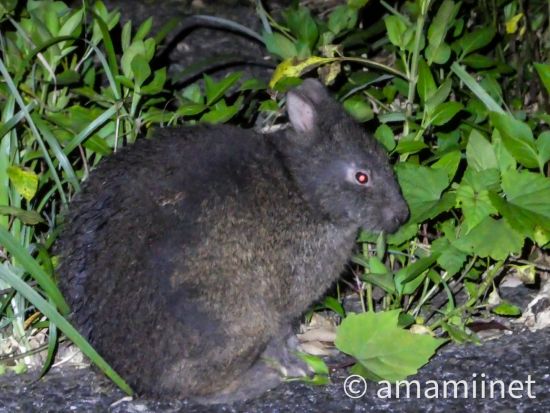 マングローブカヌー&ナイトツアー 奄美認定ガイド平井さんと一緒に奄美の大自然を満喫する旅 ＜約8時間／名瀬＞ by 奄美愛ネット