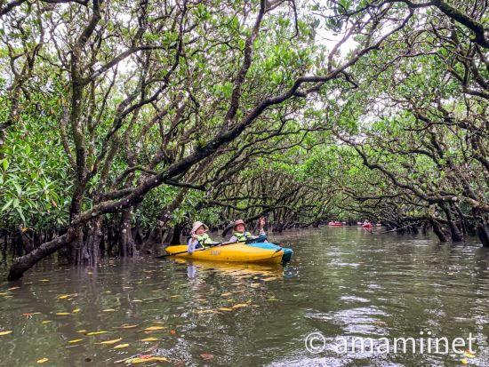 金作原原生林＆マングローブカヌー＆ナイトツアー 奄美認定ガイド平井さんと一緒に奄美観光トップ3をめぐる旅 ＜1日／名瀬＞ by 奄美愛ネット