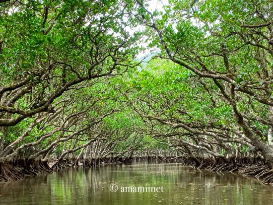 金作原原生林＆マングローブカヌー＆ナイトツアー 奄美認定ガイド平井さんと一緒に奄美観光トップ3をめぐる旅 ＜1日／名瀬＞ by 奄美愛ネット