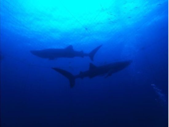 【ジンベエザメ・体験ダイビング】ガイド完全貸切で世界最大の魚類ジンベエザメと泳ぐ！ 100％の感動と200％の興奮！GoPro写真＆動画無料 ＜読谷村・恩納村＞