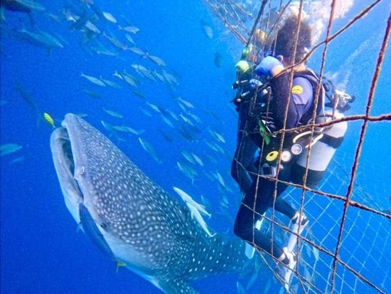No.235 オーダーマスク　ジンベイザメ　魚群　海の生き物　おまとめ割 20241008002209_360023778_17306