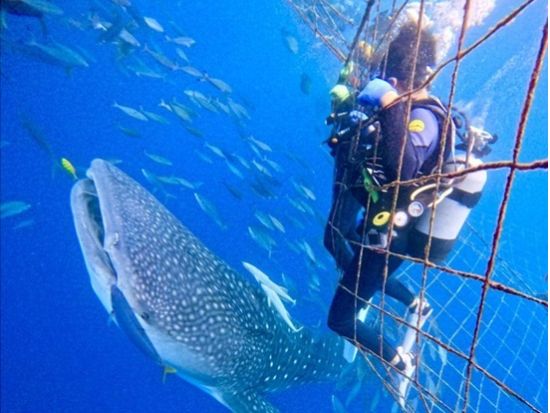 【ジンベエザメ・体験ダイビング】ガイド完全貸切で世界最大の魚類ジンベエザメと泳ぐ！ 100％の感動と200％の興奮！GoPro写真＆動画無料 ＜読谷村・恩納村＞