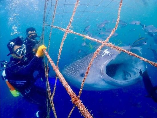 ジンベエザメ・体験ダイビング】ガイド完全貸切で世界最大の魚類